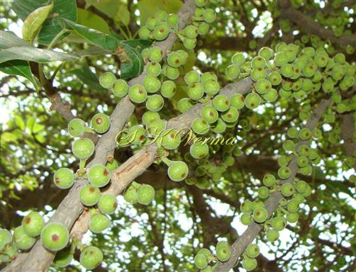   Leafless branches bearing clusters of hypanthodia